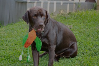 Gus (fka - Droste)