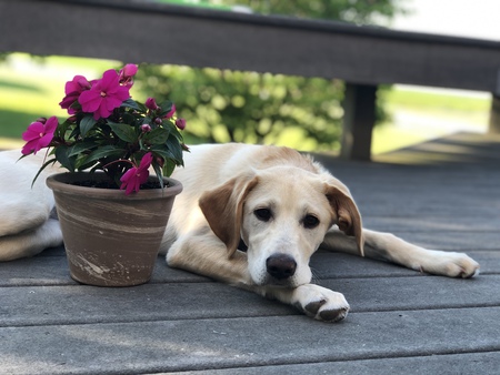 Riley 