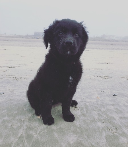 Penny
