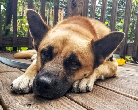 Leo