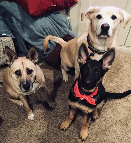 Brandy,J,Zeus