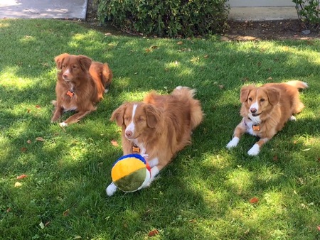 Digby, Nova  &  Rylie