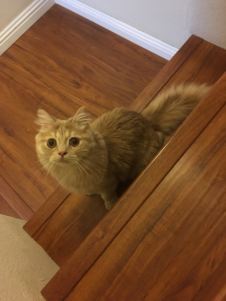 Ferdinand T. Fluffnugget