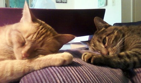 Tigerlily and Orange Kitty