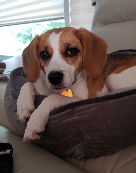 Darla
