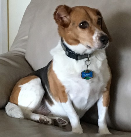 Sunny the One-Eared Wonder Beagle