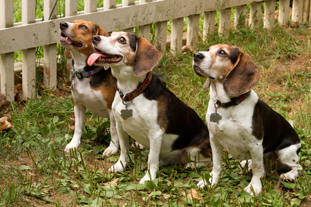 Darwin, Spike and Violet