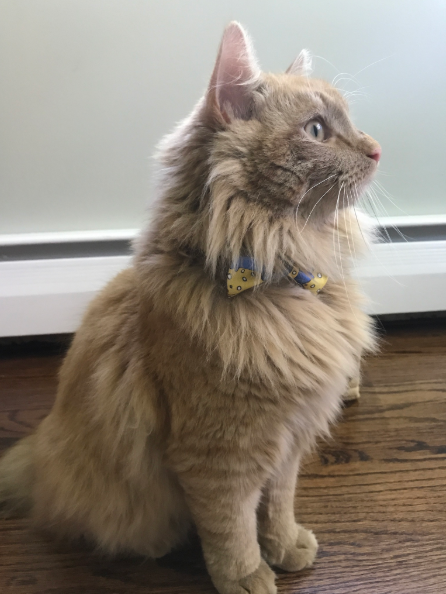 Mr. Cheese