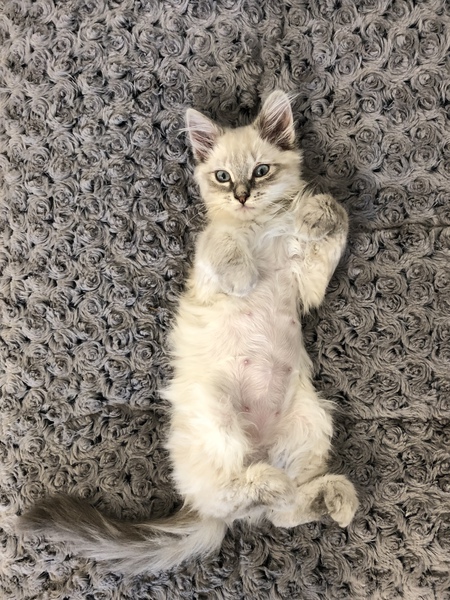 Elsa