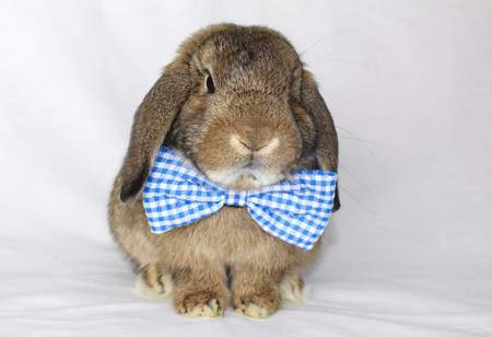 Oswald "Ozzy" Hopplepot 