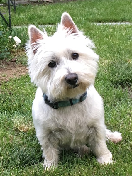 Daisy