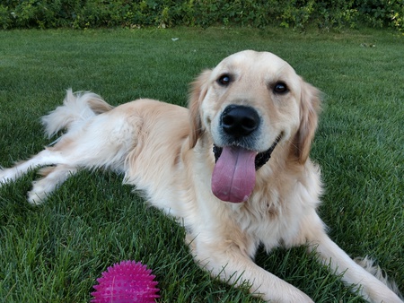 Brody