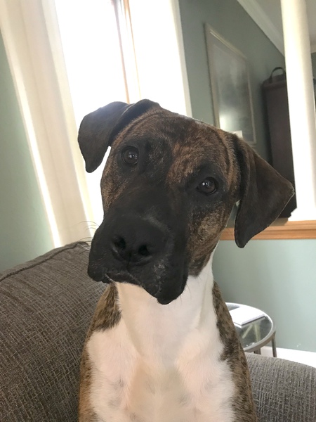 Cooper