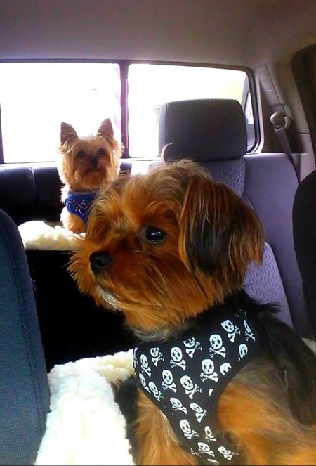 "The Littles" Greyson and Sebastian Harrington 
