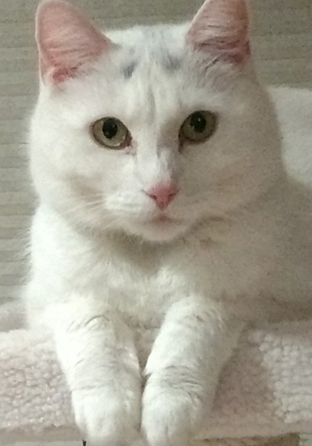 Jezzie