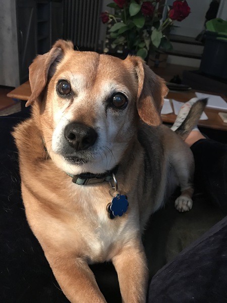 Toby