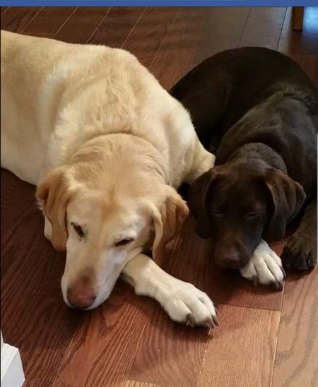 Guinness and Sadie