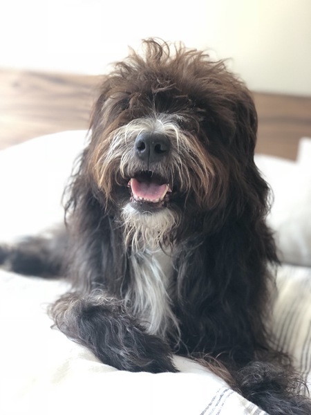 Chewie
