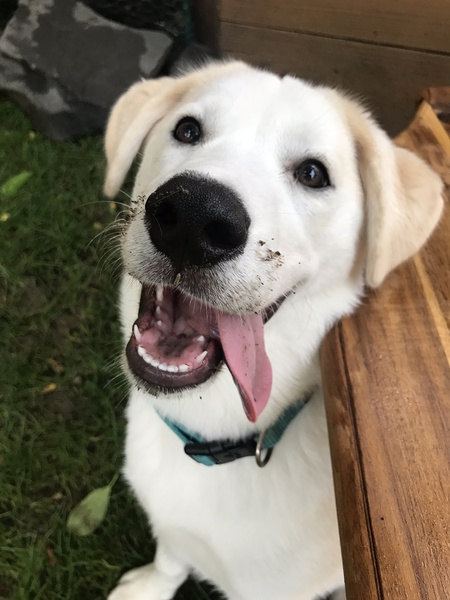 Atom