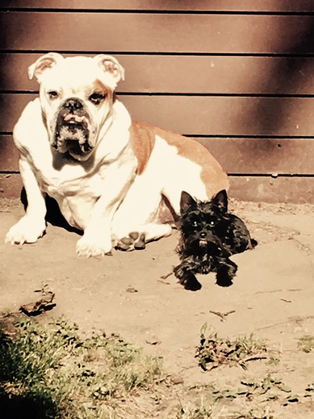 Popeye and Fibi