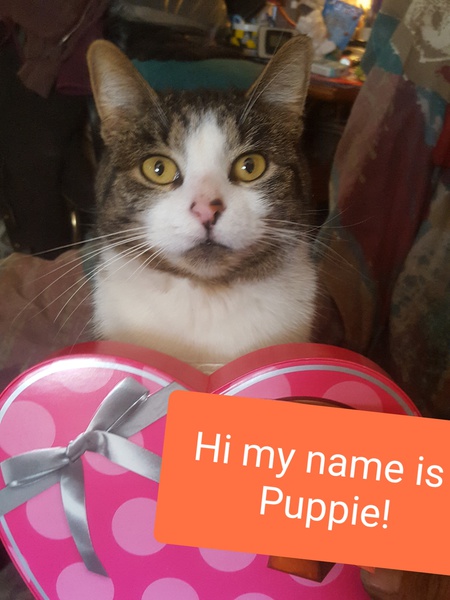 Puppie
