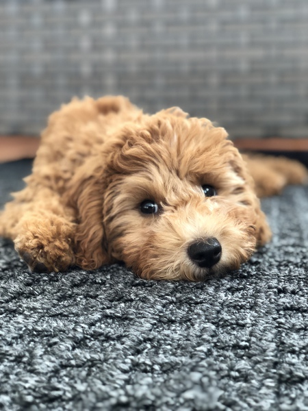 Phoebe