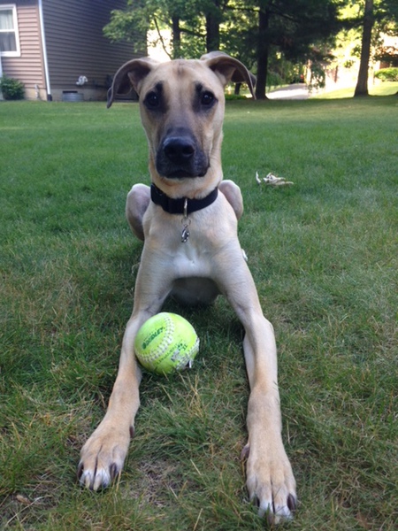 Ryder