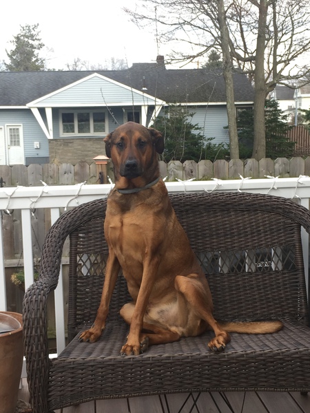 Duke