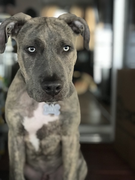 Dallas