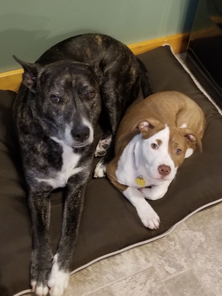 Blitz and Luna