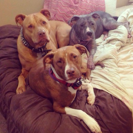 Ruger, Kaeda and Toby