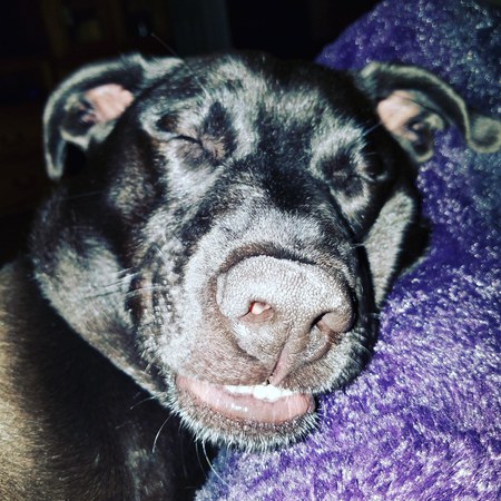 Charlie Girl