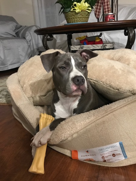 Jessie