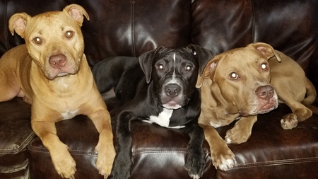 Nala. Coco, Hooch