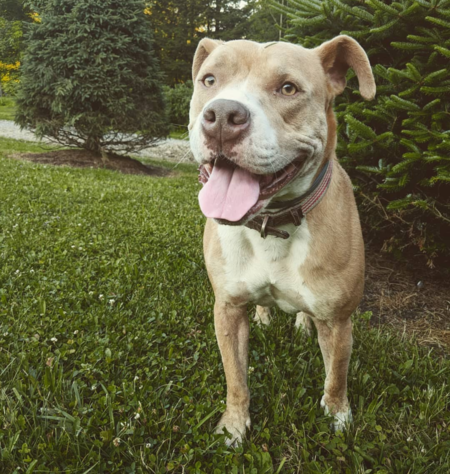 Rocco