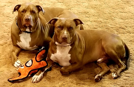 Cooper& Mello