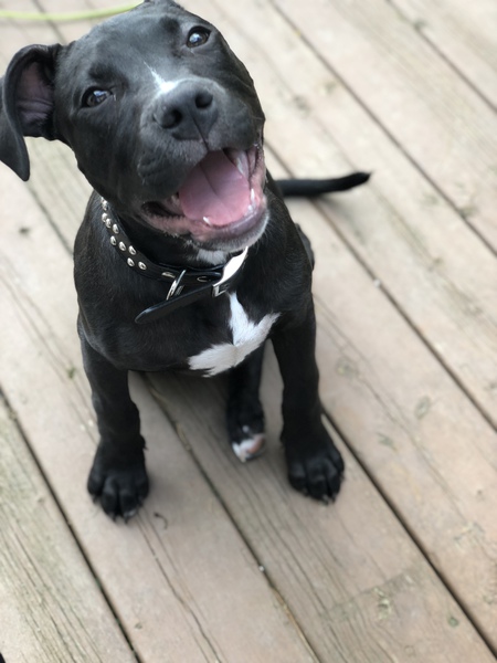 Louie