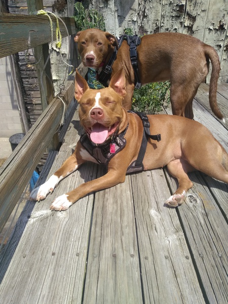 Malibu & Coconut