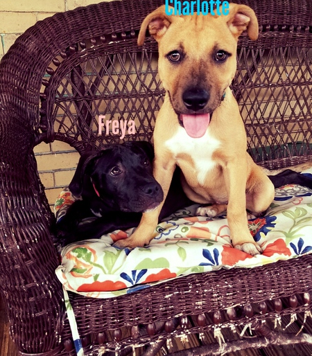 Freya & Charlotte