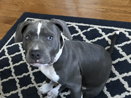 Khaleesi
