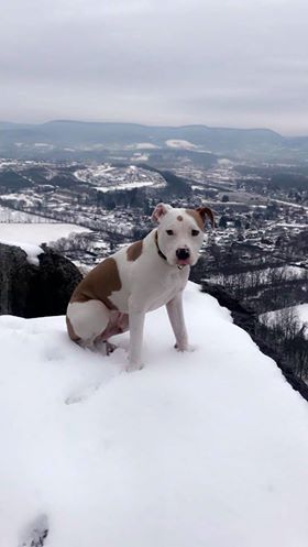 Roscoe 