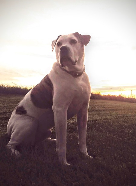 Buddy