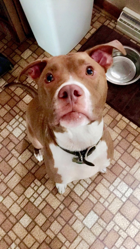 Hank