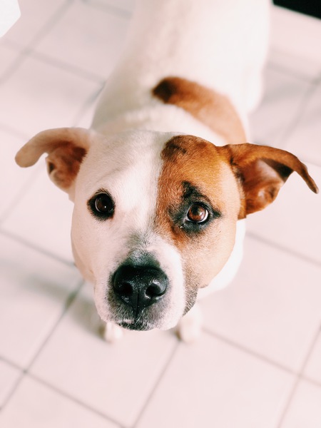 Bella