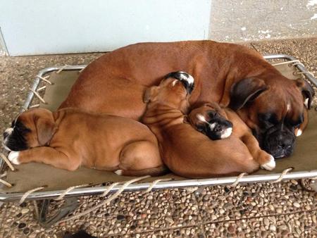 Zoe and her puppies