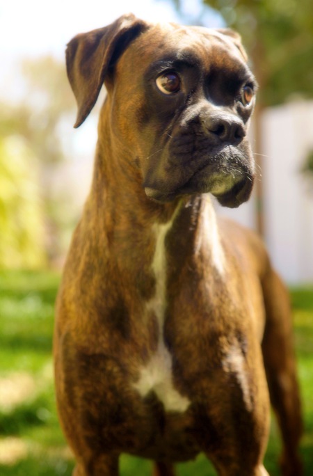 Delilah