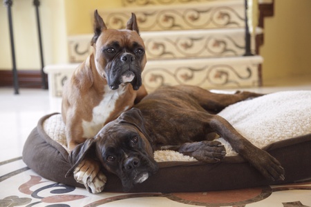 Sampson & Delilah