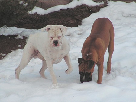 Buster & Toby