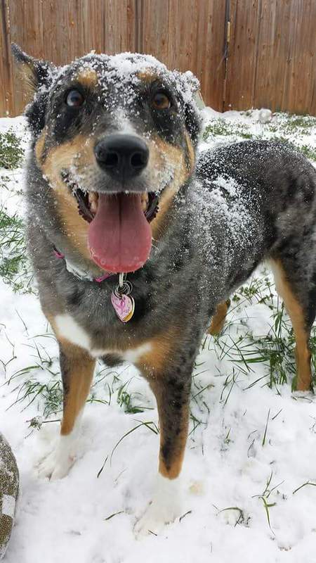 Piper