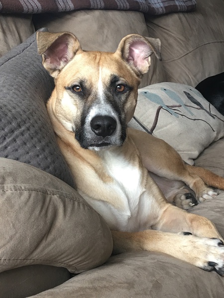 Rocco